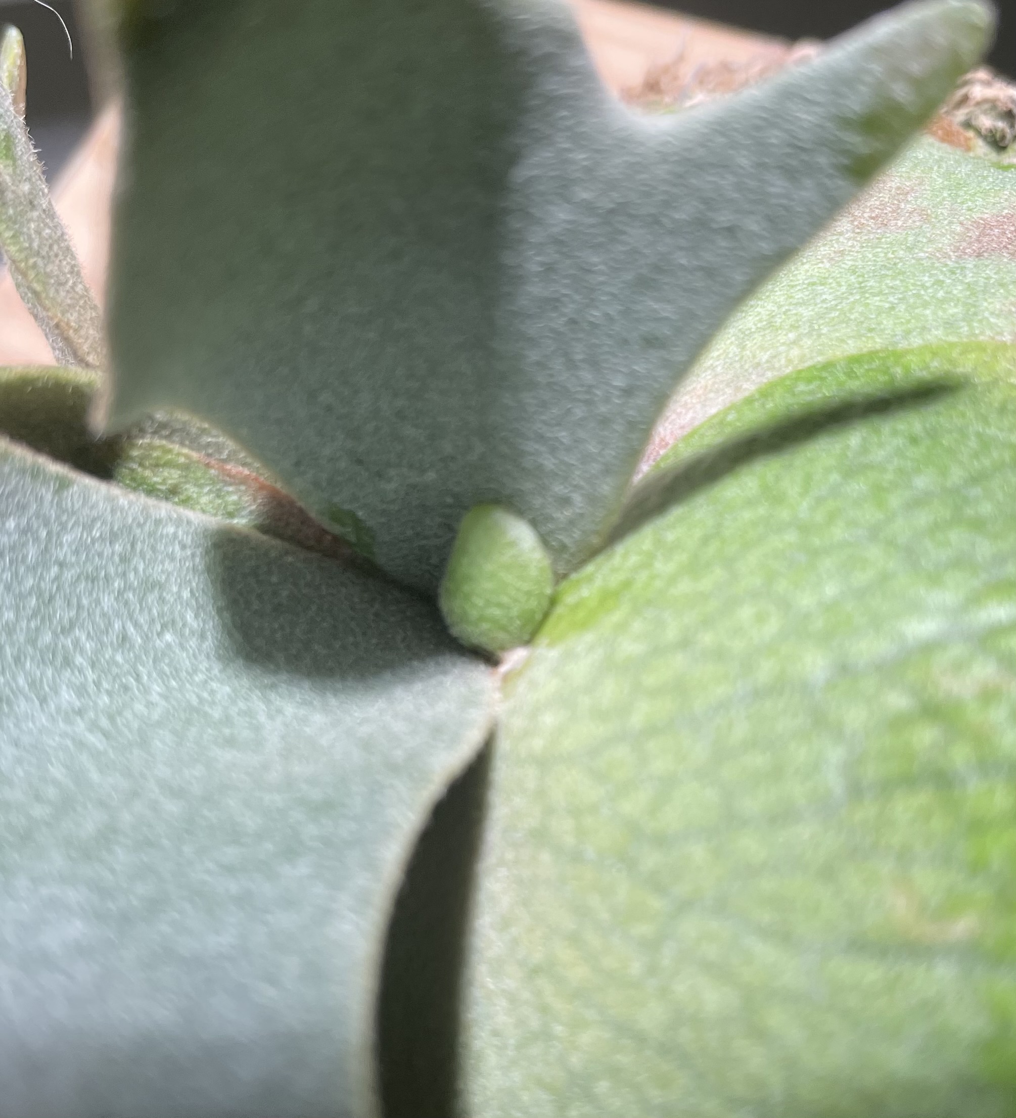 JPG 2010x2212 824.7kb