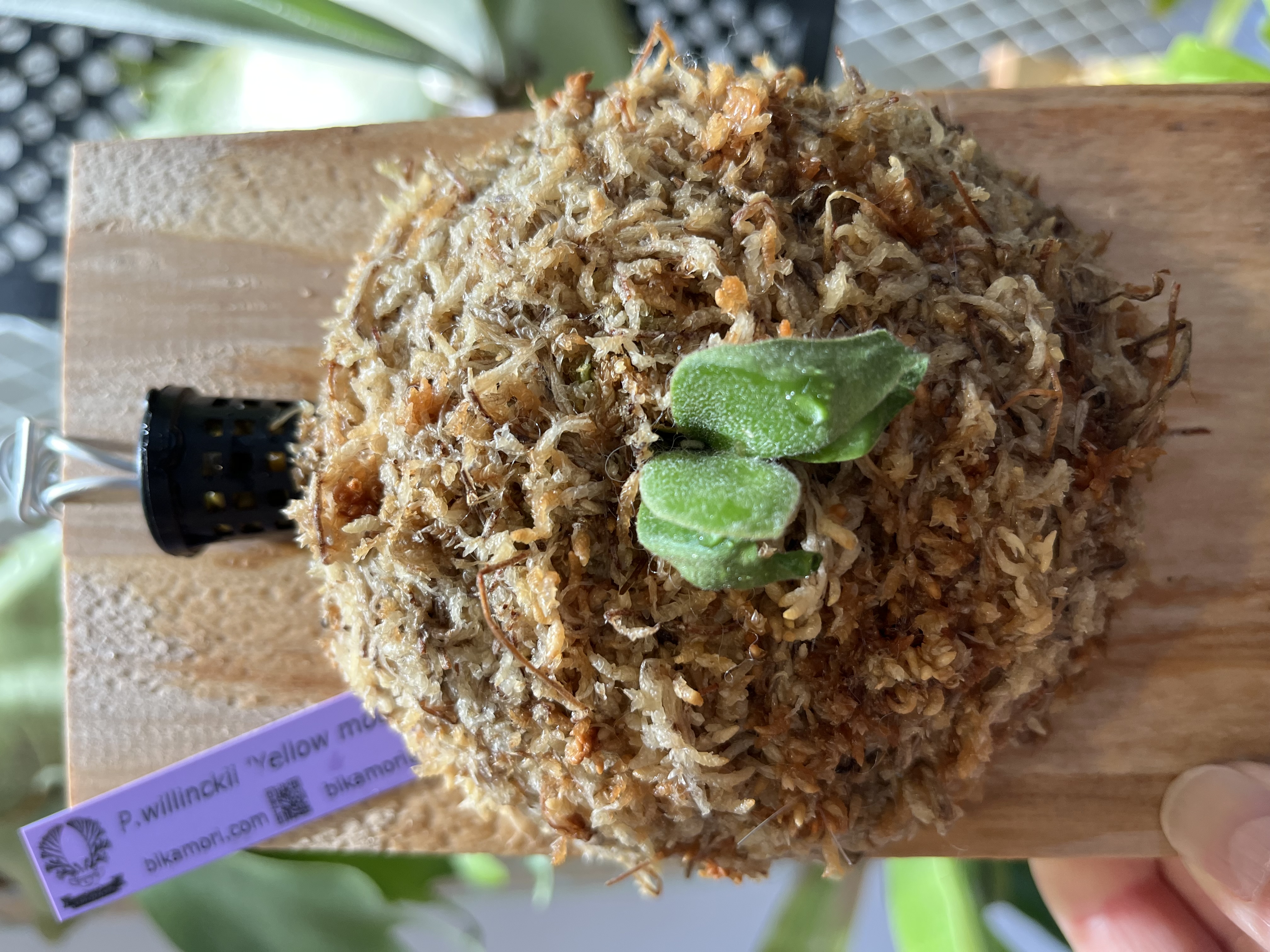 JPG 4032x3024 2995.9kb