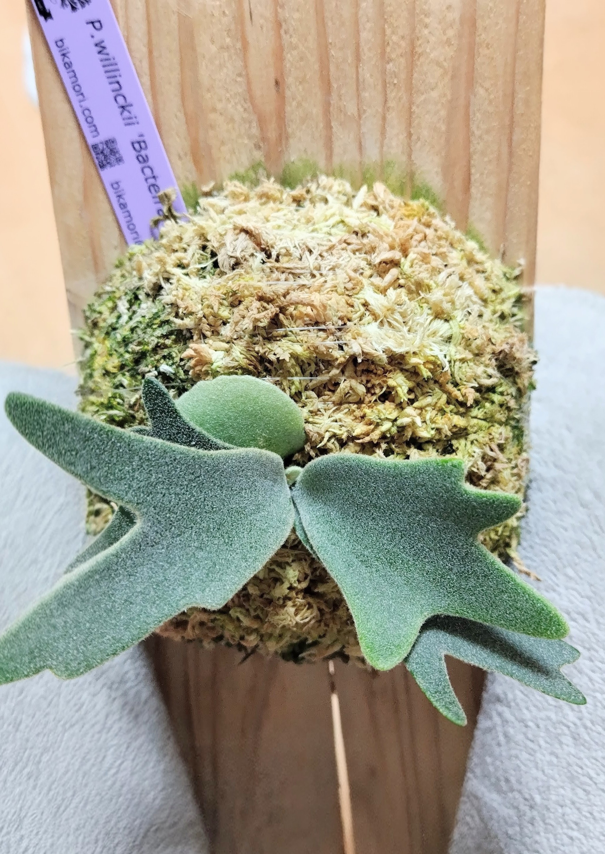 JPG 2048x2888 1316.9kb