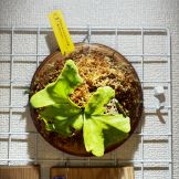 JPG 4284x4284 4145.1kb