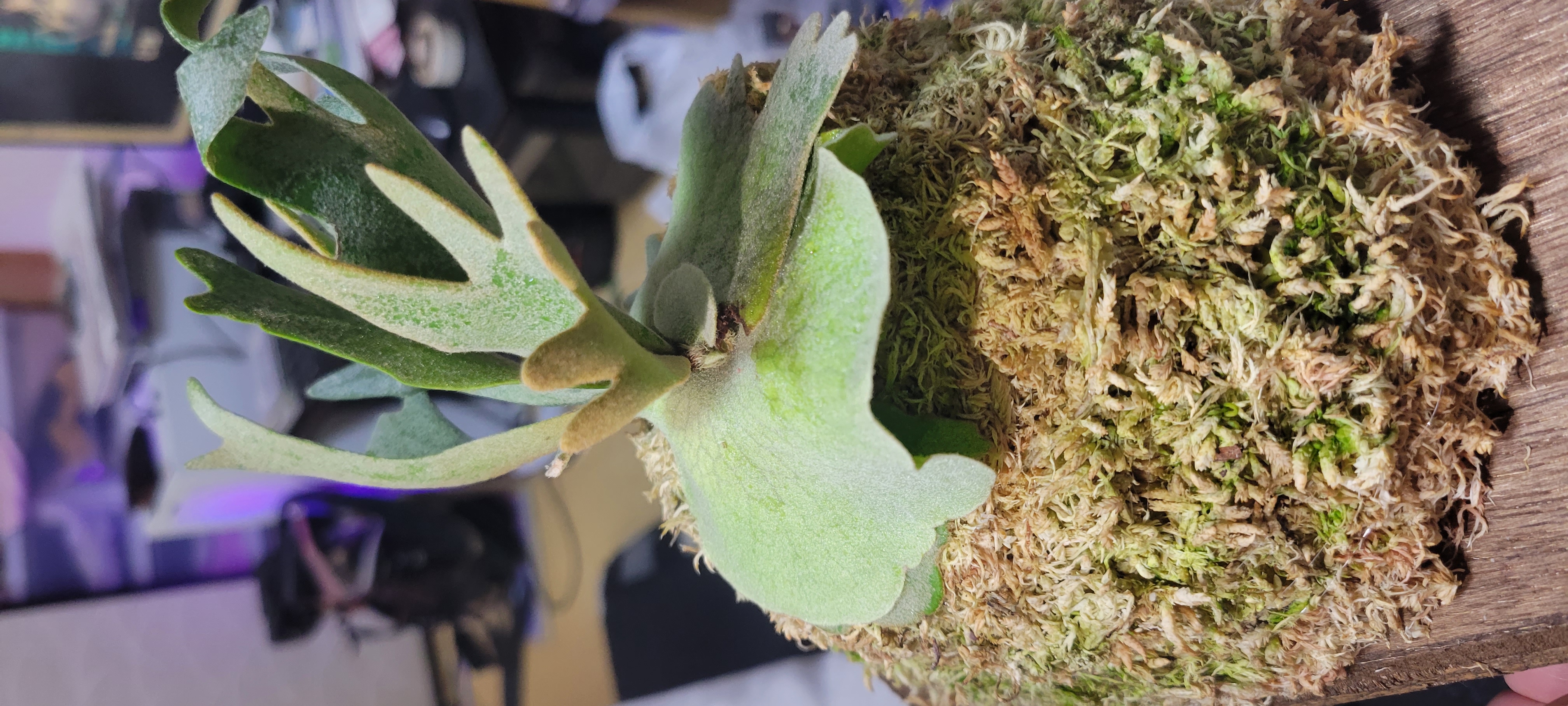 JPG 4032x1816 2103.8kb