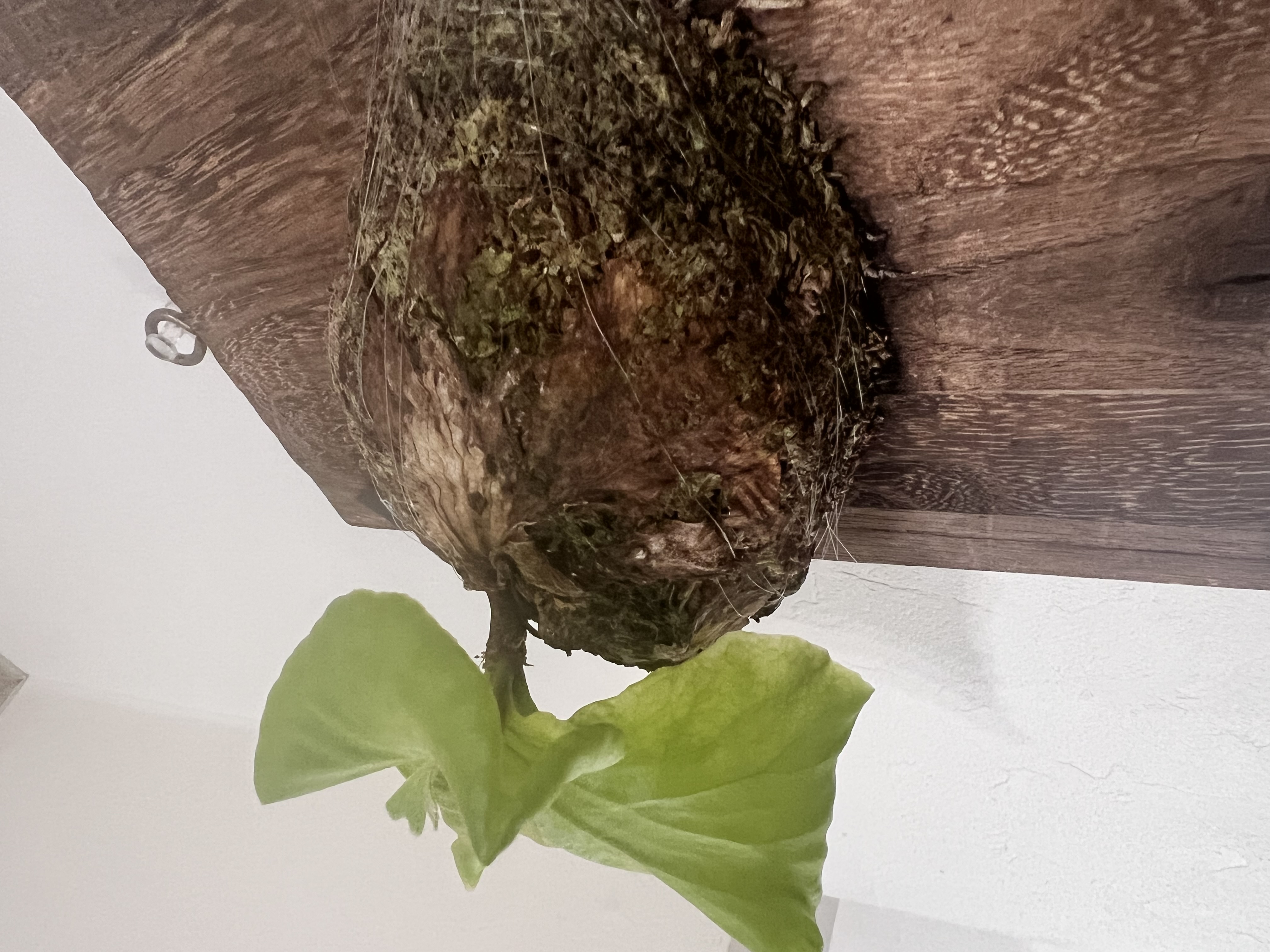 JPG 4032x3024 2102.4kb