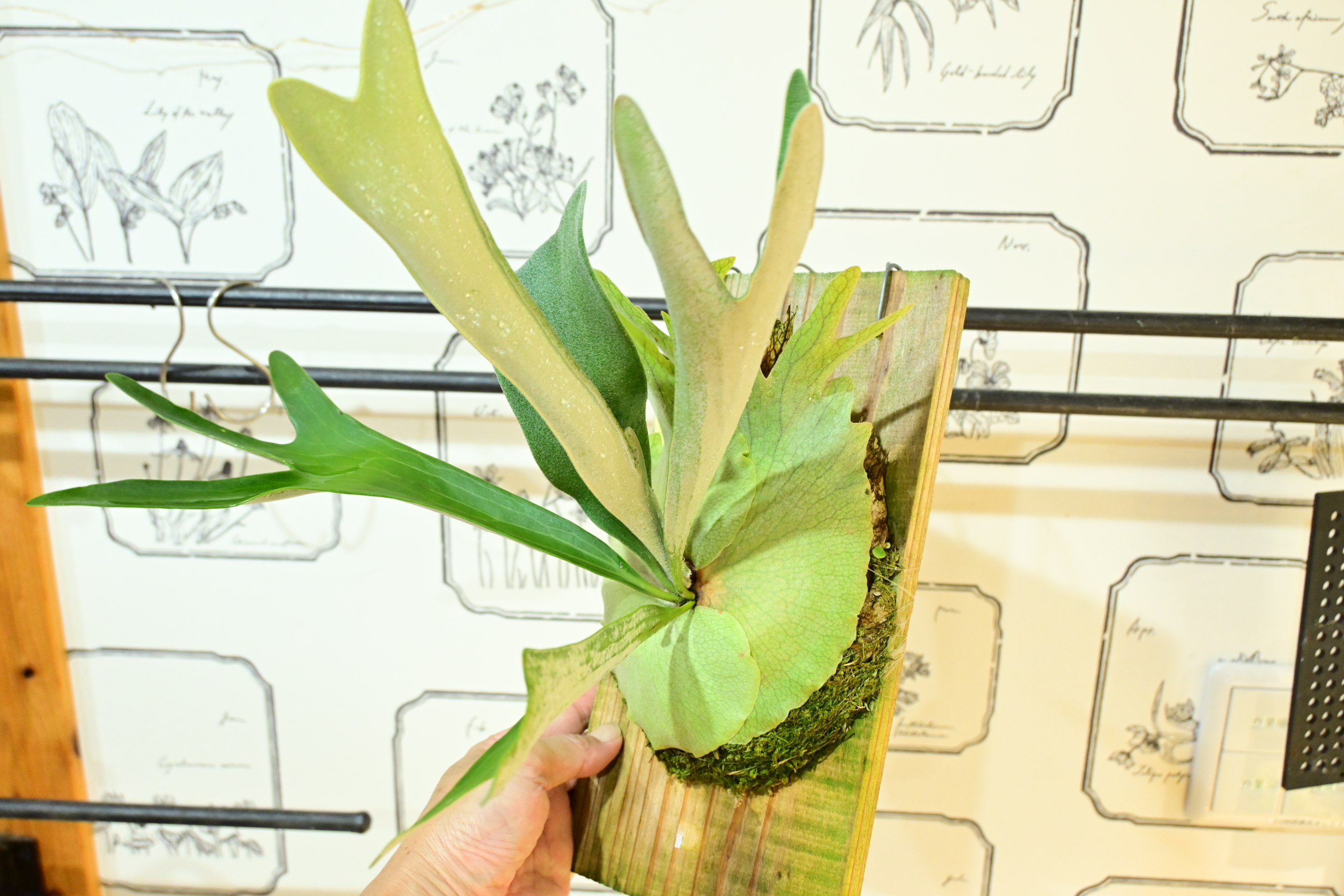 JPG 2784x1856 3250.6kb