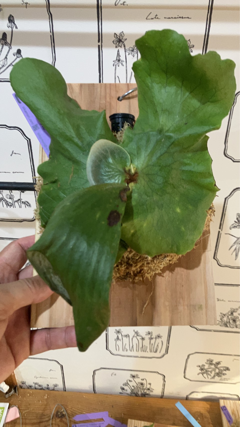 JPG 960x1706 292.4kb