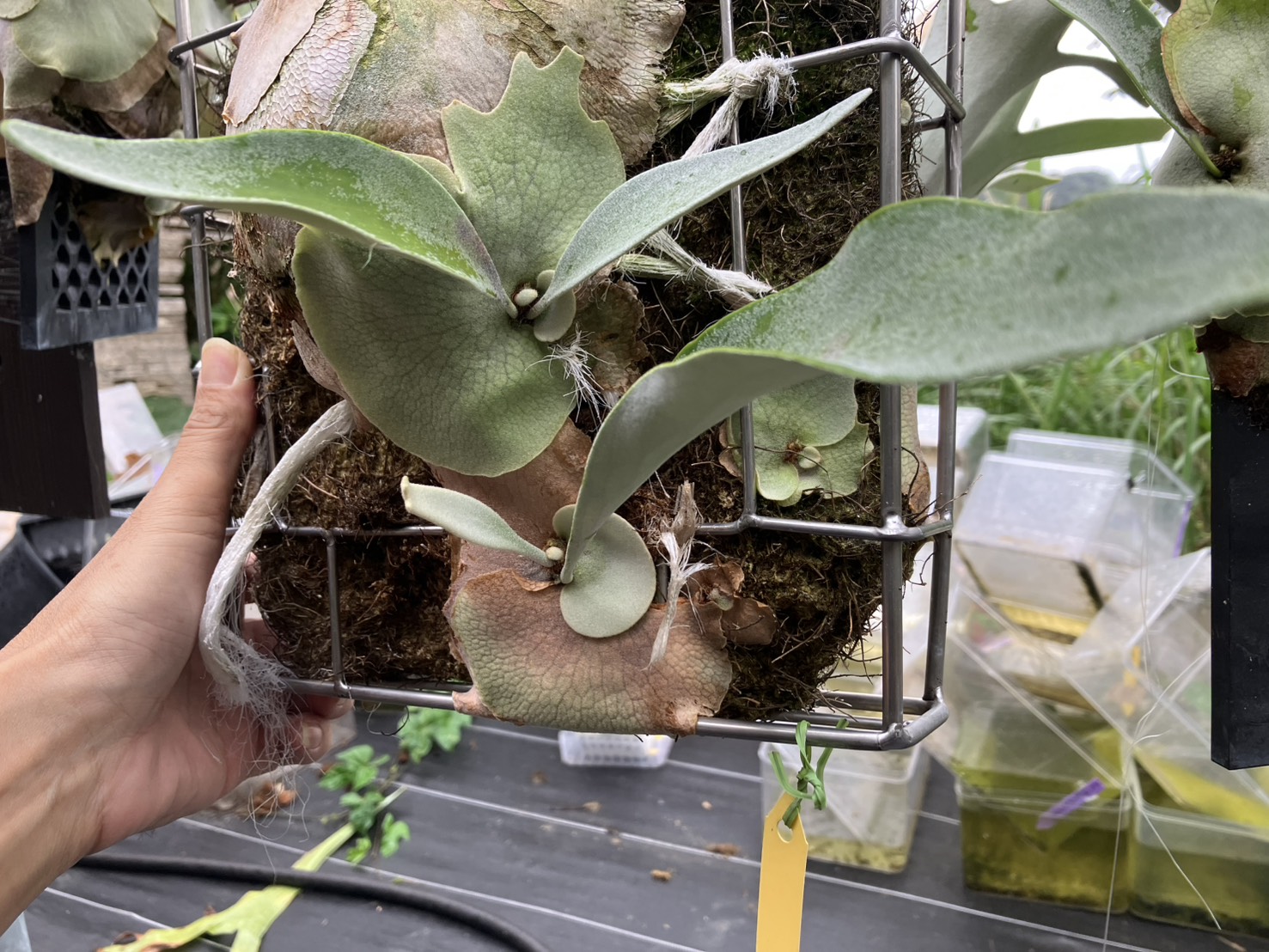 JPG 1477x1108 416.9kb