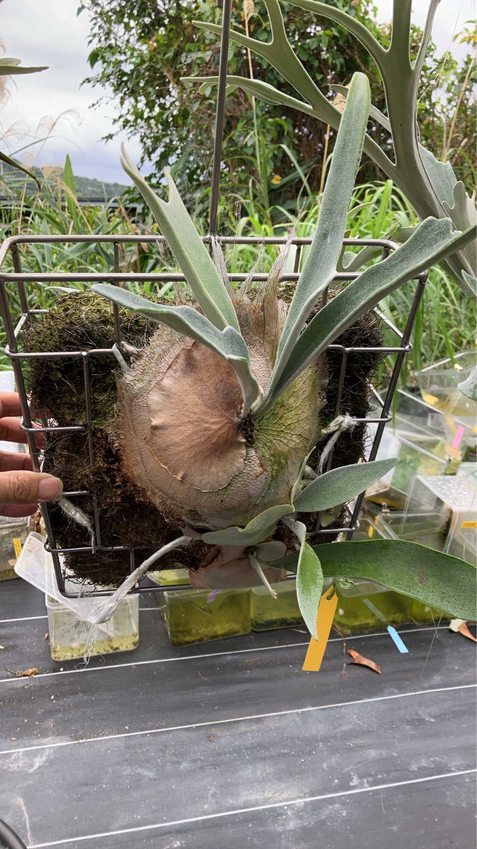 JPG 960x1706 499.3kb