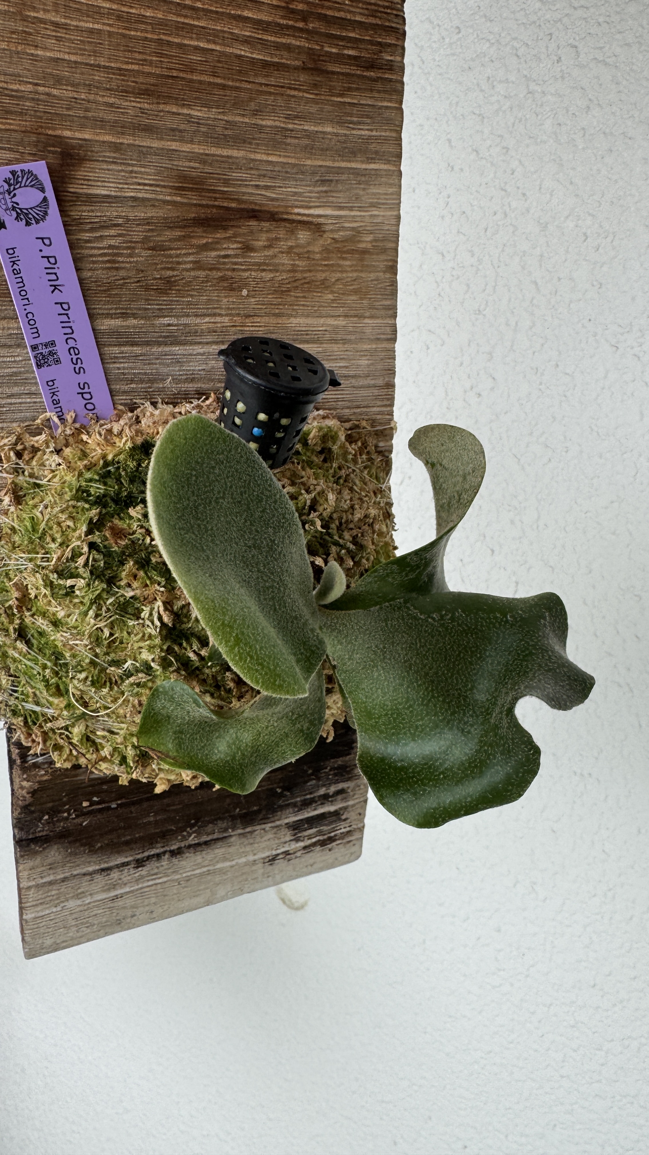 JPG 2268x4032 2485.0kb