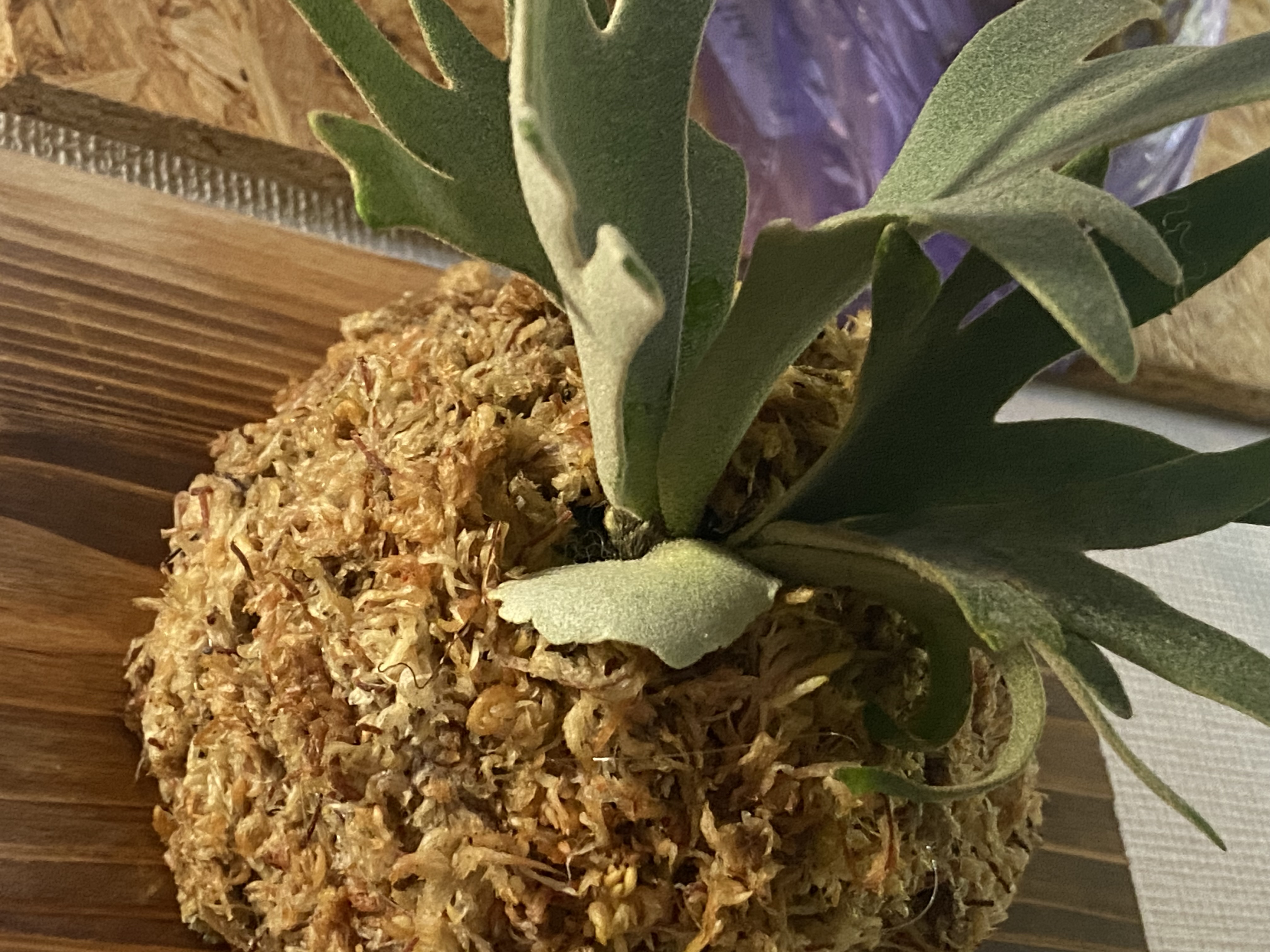 JPG 4032x3024 1802.9kb