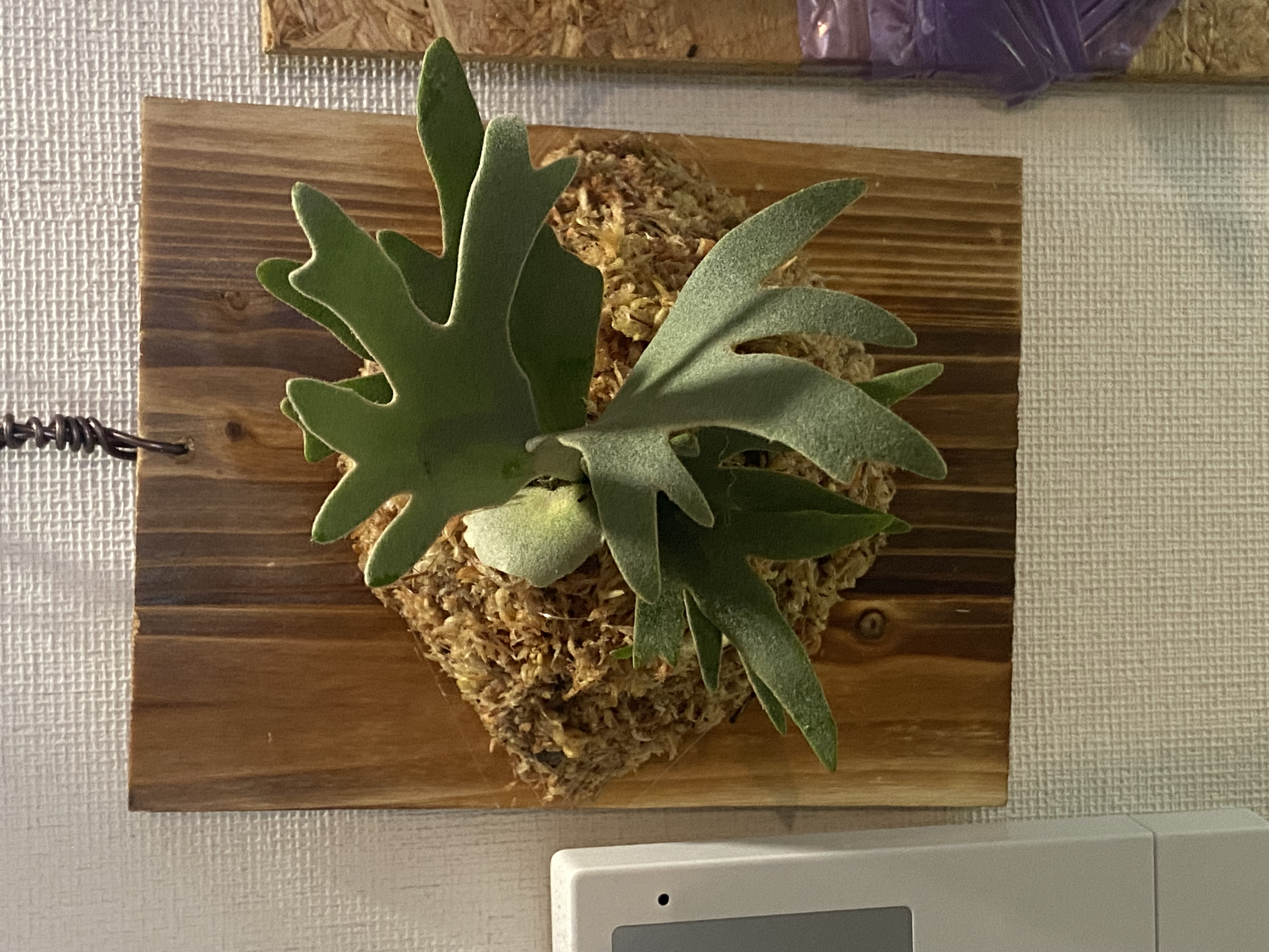 JPG 4032x3024 1989.4kb