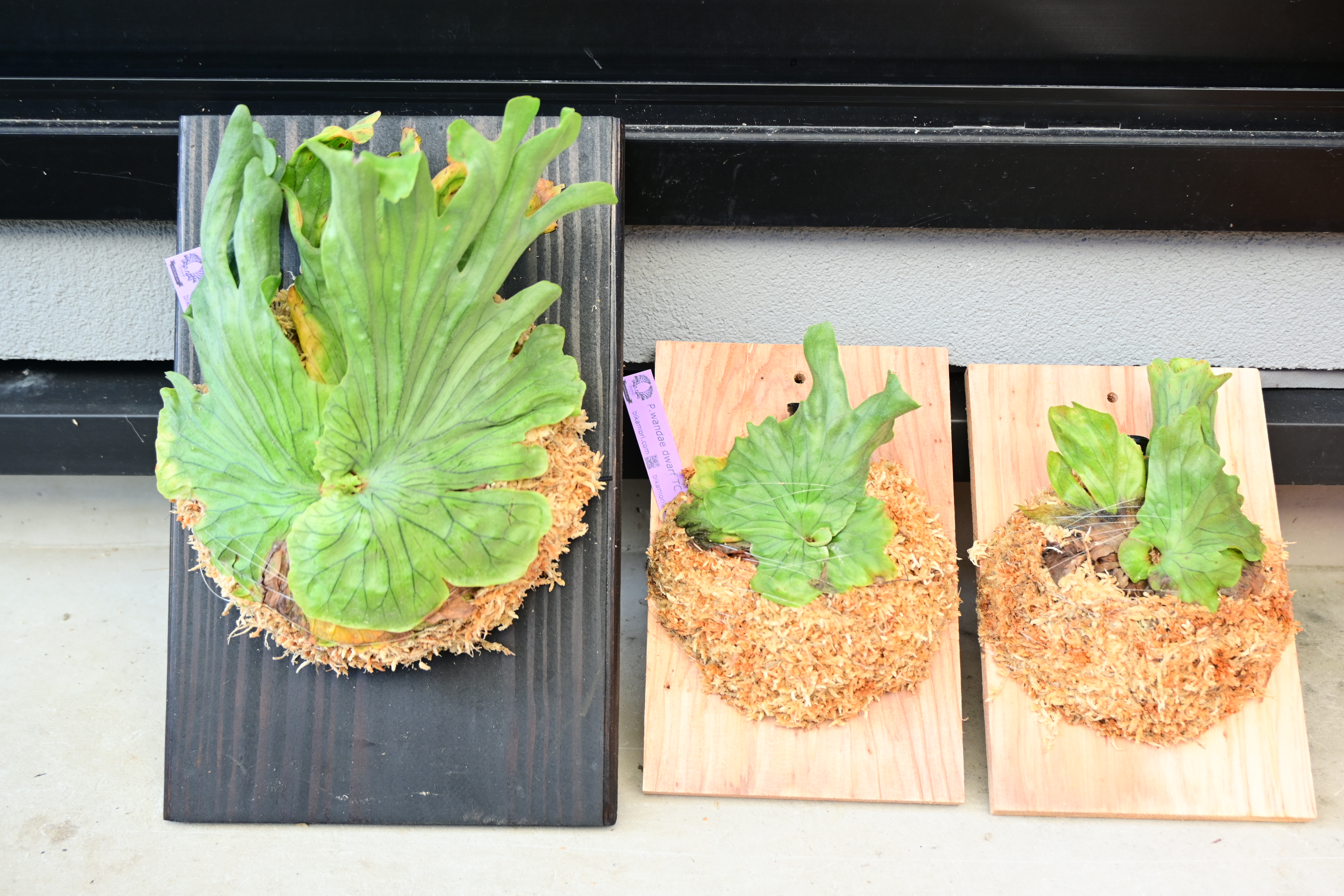 JPG 2784x1856 3733.8kb