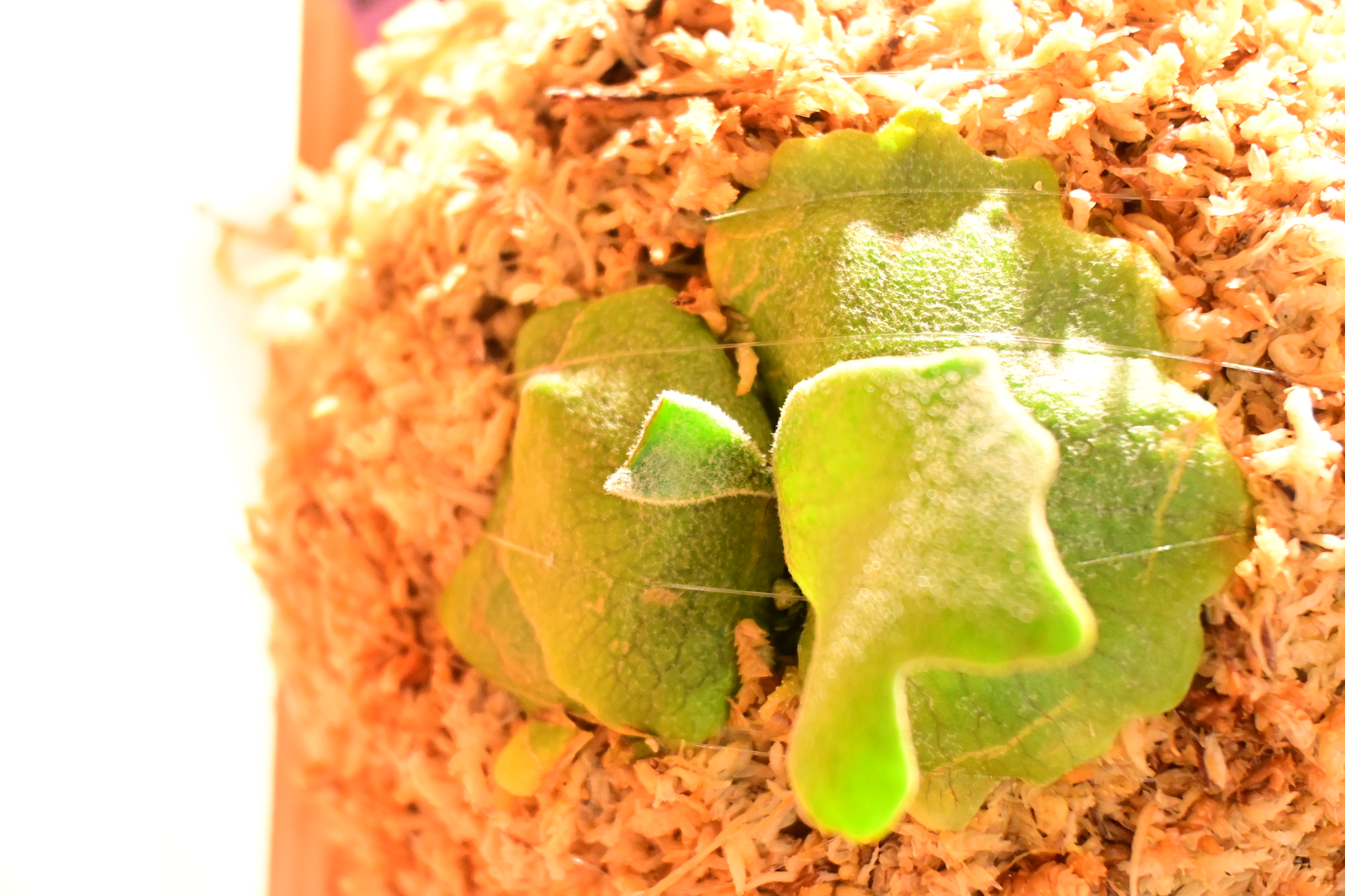 JPG 2784x1856 3461.8kb