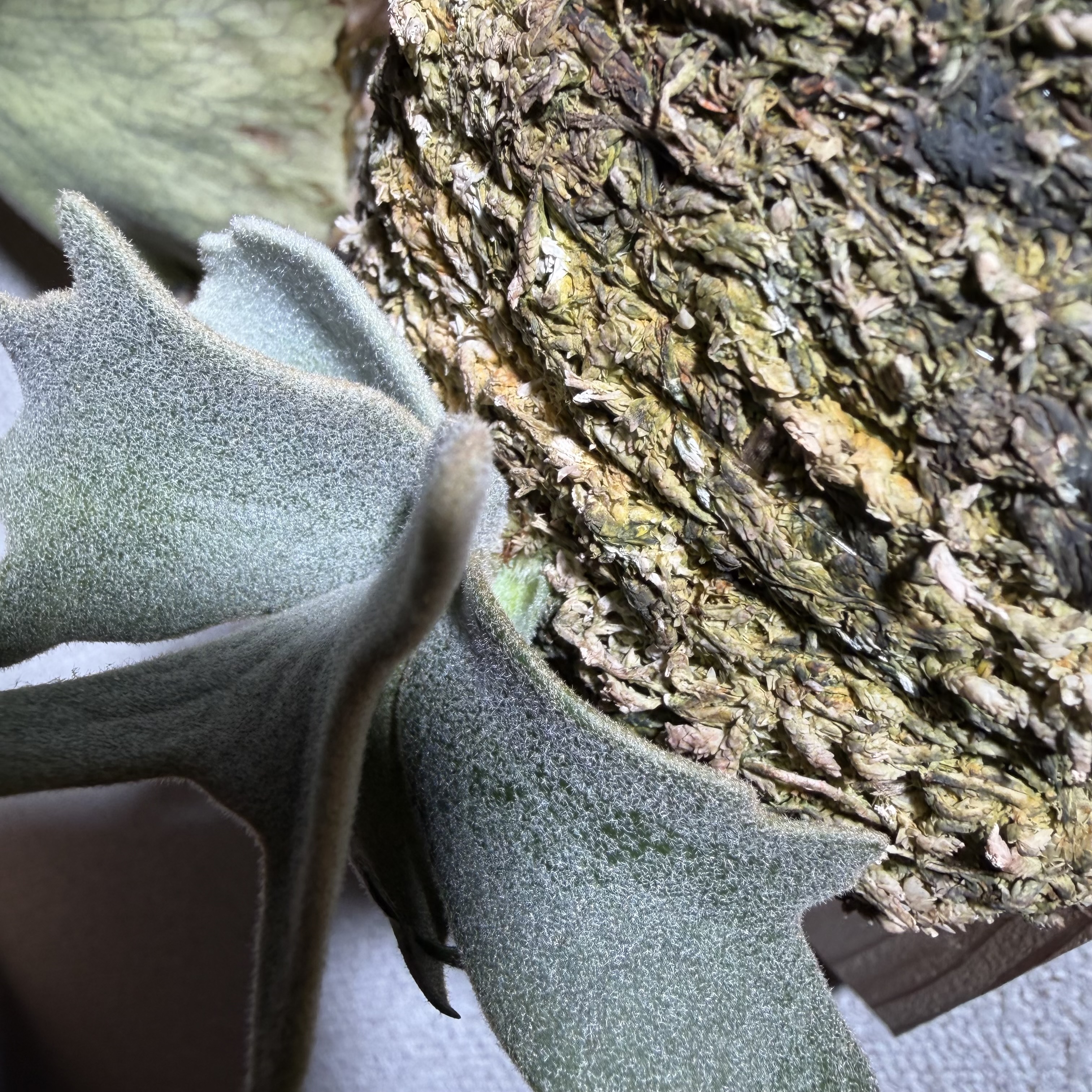 JPG 3024x3024 2848.8kb