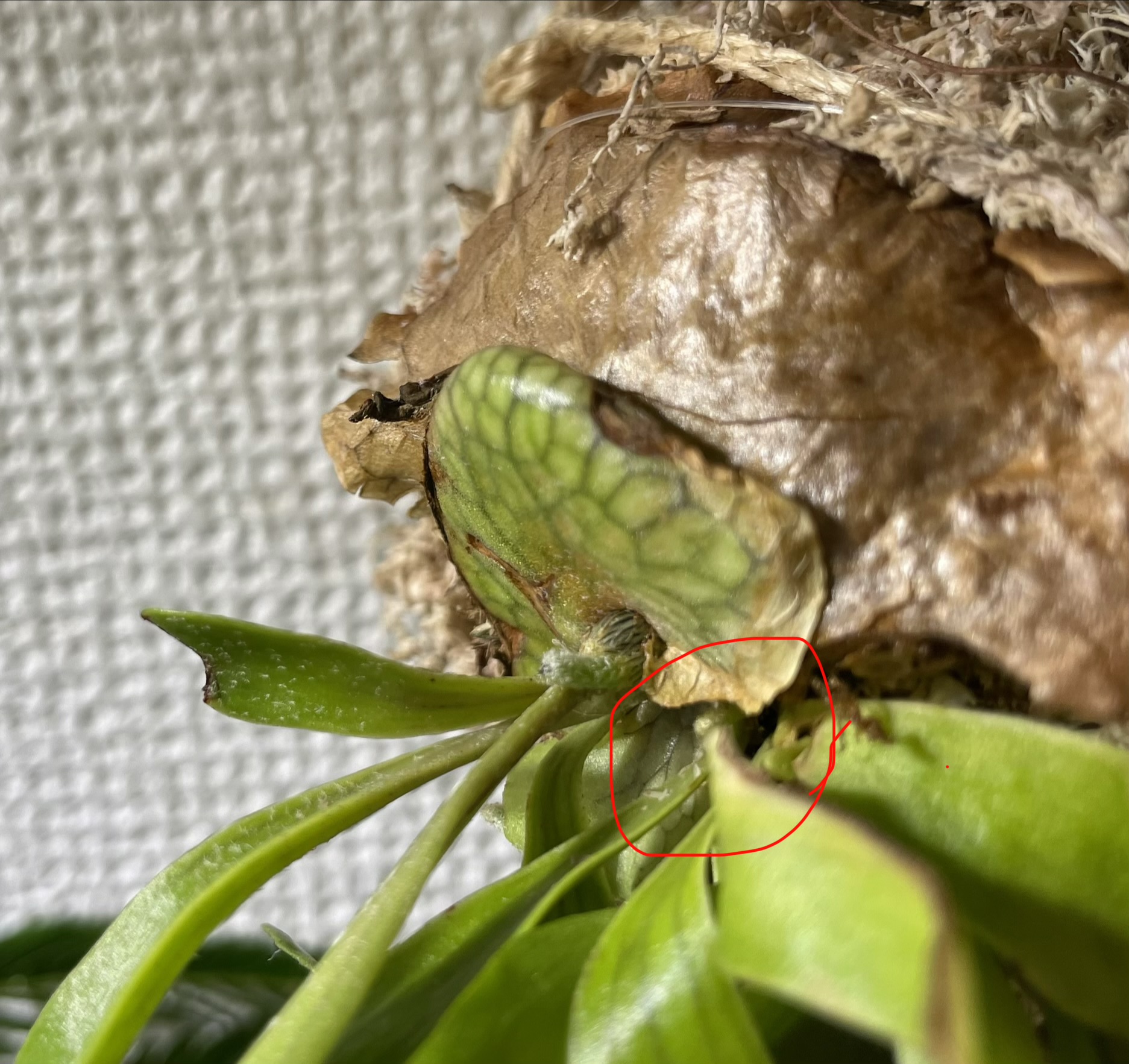 JPG 1873x1765 1174.6kb