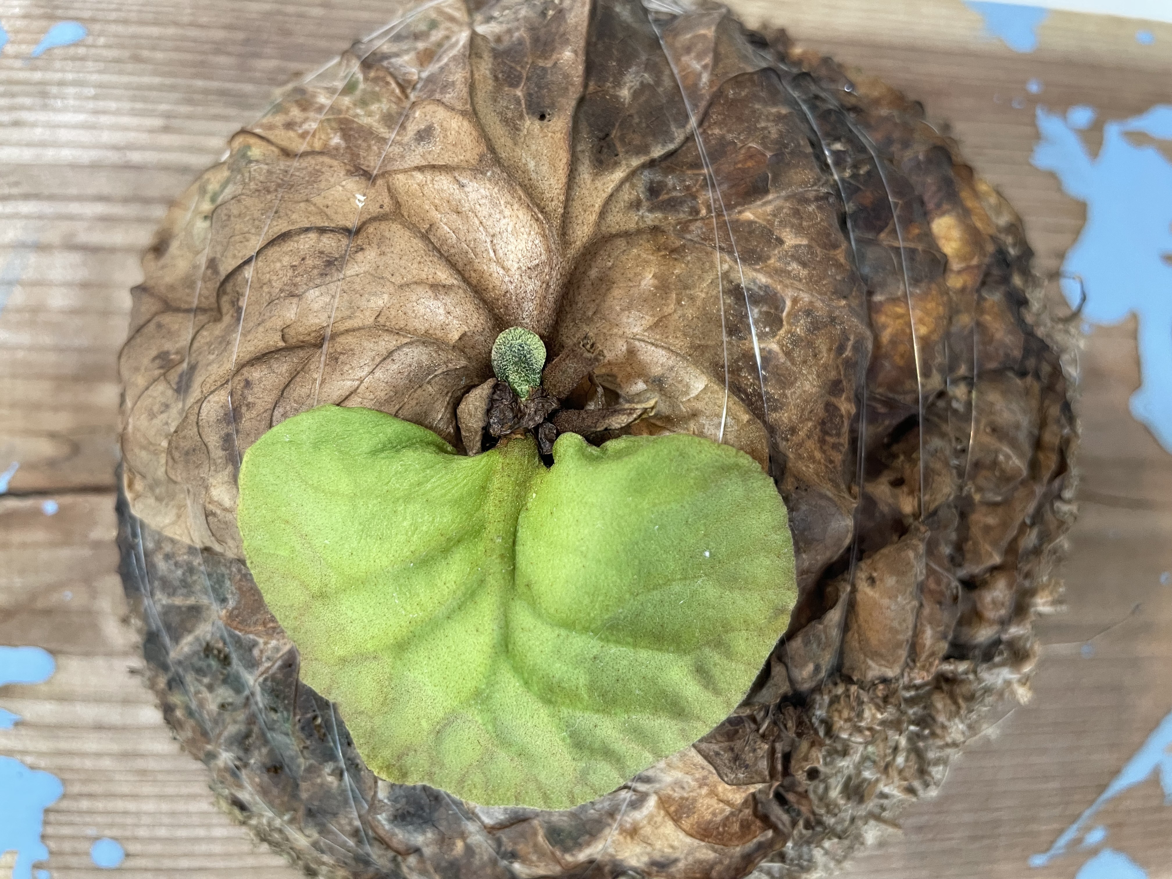 JPG 4032x3024 3867.5kb