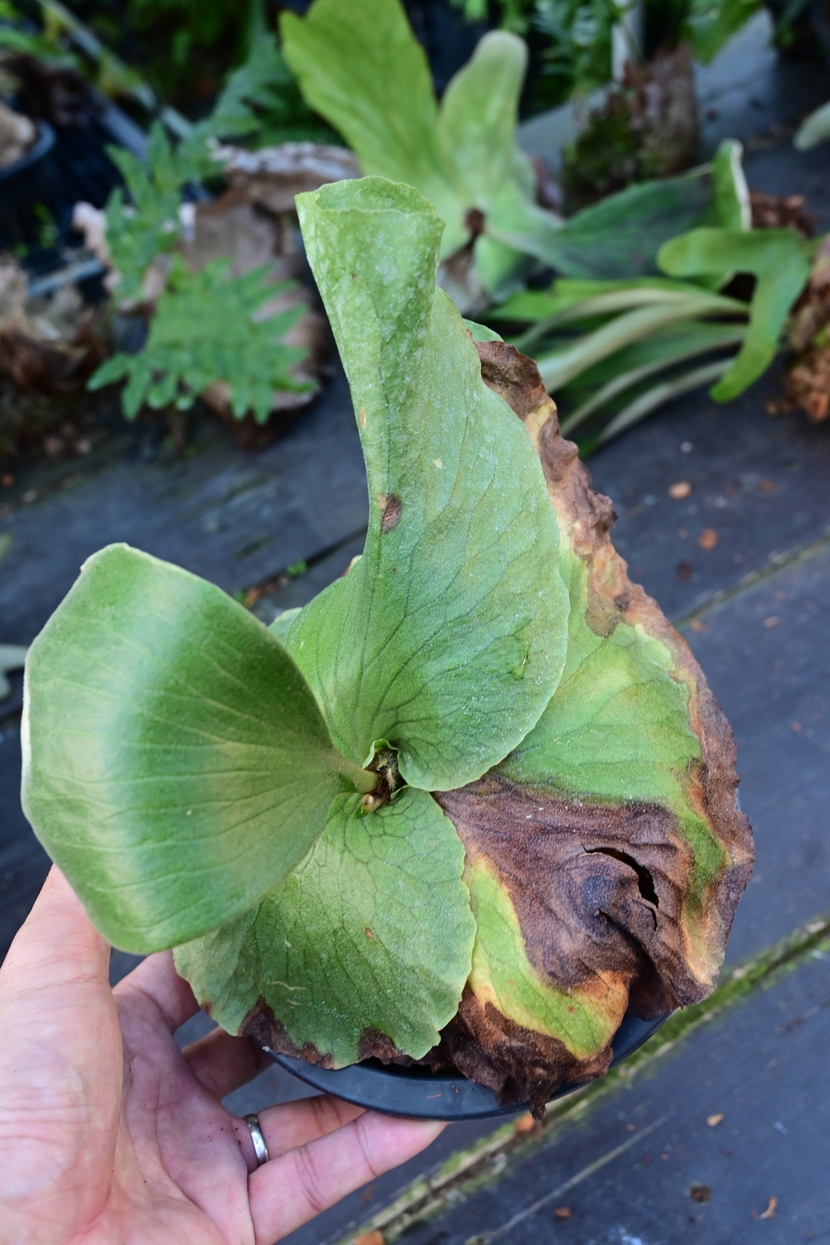 首页 花,园艺 观叶植物 鹿角蕨,二歧鹿角蕨  ●お取り置きは,10日程度