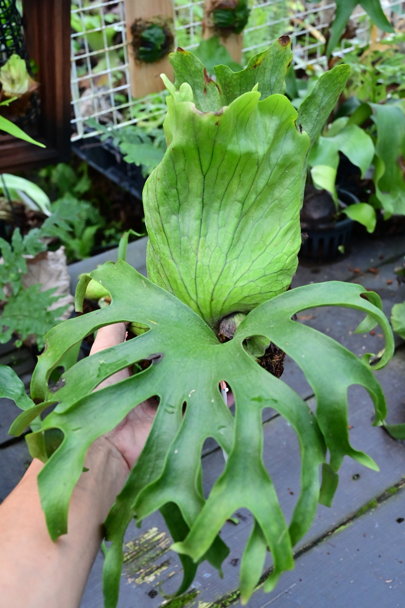 首页 花,园艺 观叶植物 鹿角蕨,二歧鹿角蕨  ●お取り置きは,10日程度