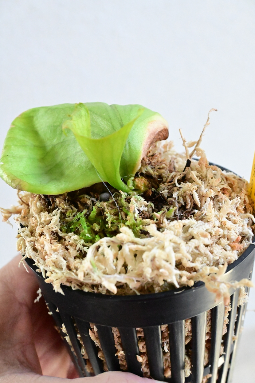 リトルプリンセス Aon No.8 リドレイ ビカクシダ ridleyi 2